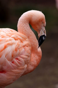 Close-up of a bird