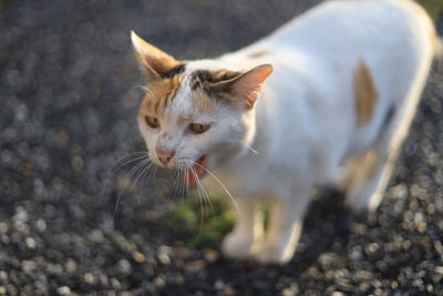 Close-up of cat looking away