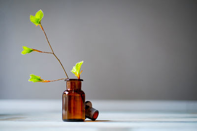 Close-up of plant against bottle