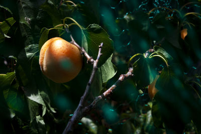 Close-up of fruit, peach, growing on tree