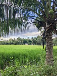 Scenic view of agricultural field