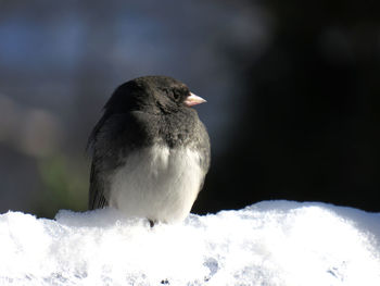 Close-up of bird perching on snow