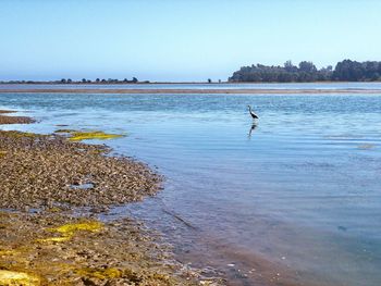 View of birds on beach against clear sky