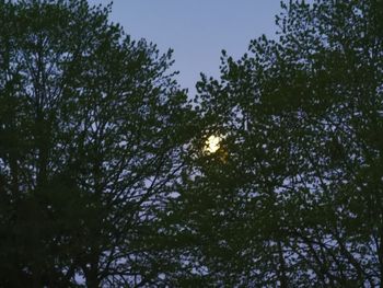 Low angle view of trees against sky