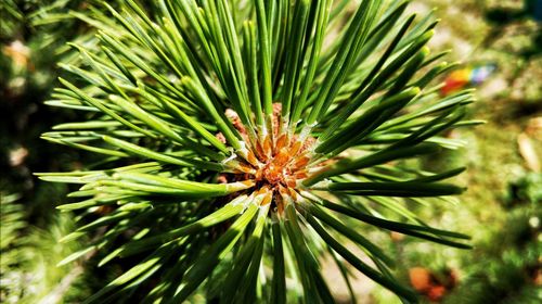 Close-up of flower plant