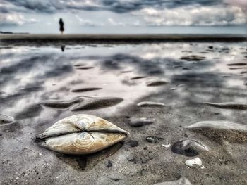 Close-up of shell on beach