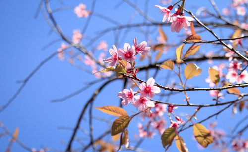 Low angle view of pink cherry blossoms in spring