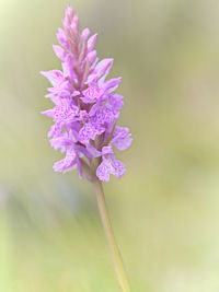 Close-up of purple flowering plant