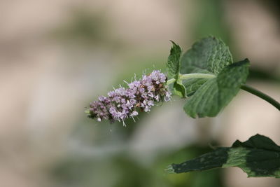 Close-up of butterfly on flower