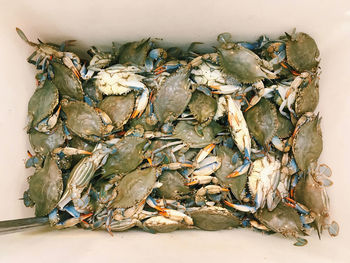 High angle view of crabs for sale in market