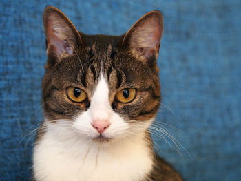 Close-up portrait of cat