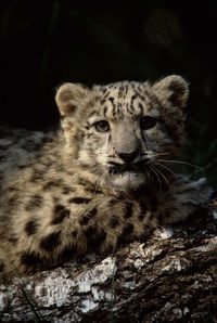 Portrait of cat lying on land