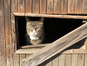 Portrait of a cat