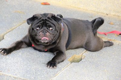 Portrait of dog on street