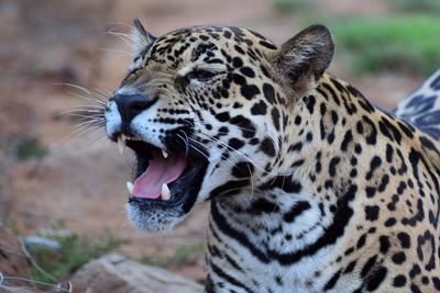 Close-up of leopard yawning