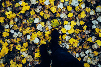 Low section of person standing in park