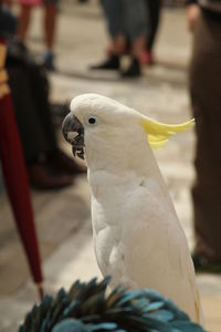 Close-up of bird perching on hand