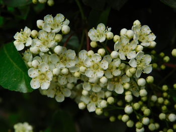 Close-up of white flowering plant