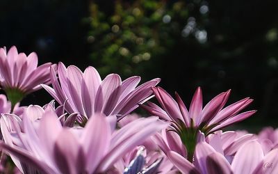 Close-up of pink flowers