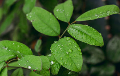 Close-up of raindrops on leaves