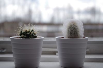 Close-up of cactus flower pot on table