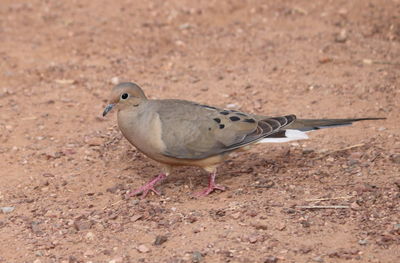 Close-up of dove