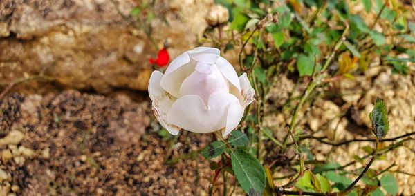 Close-up of white rose on field
