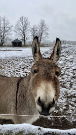 Portrait of donkey on snow covered land