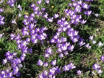 Low angle view of purple flowers on tree