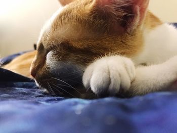 Close-up of cat sleeping