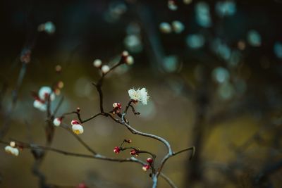 Low angle view of cherry blossom