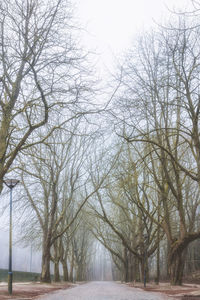 Trees against sky