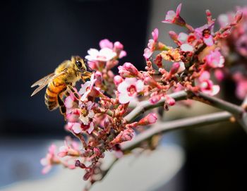 Close-up of insect on pink cherry blossom