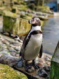 Close-up of penguin on rock