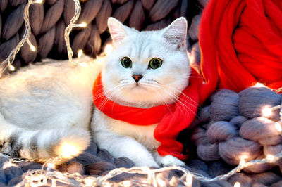 Close-up portrait of cat