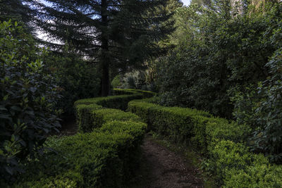 Trail amidst trees in forest