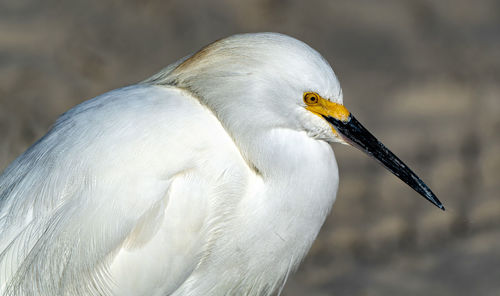 Close-up of a bird against blurred background