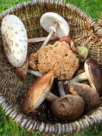 High angle view of mushrooms in basket