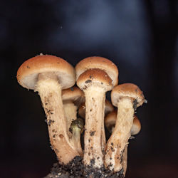 fungus