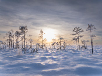 Sunset over a bog with small pines in winter