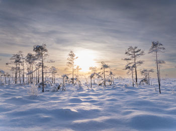 Trees on snow covered field against sky during sunset