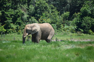 Elephant in a field