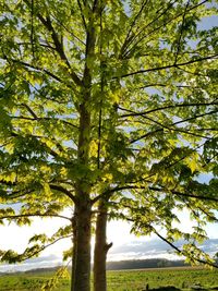 Low angle view of tree