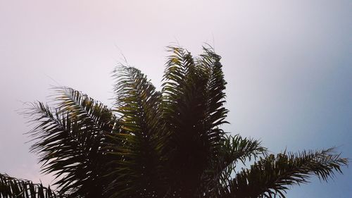 Low angle view of palm tree against clear sky