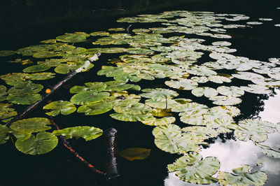 Close-up of water lily in lake