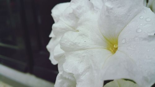 Close-up of white flowers blooming outdoors