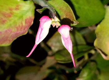 Close-up of pink flower blooming outdoors