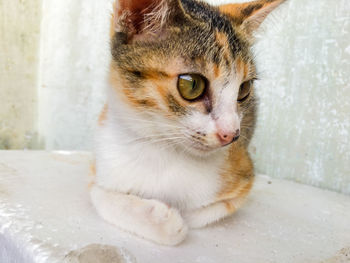 Close up of cute yellow and black domestic cat