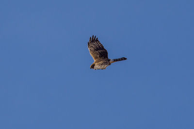 Low angle view of eagle flying against clear blue sky