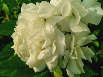 Close-up of white flowering plant